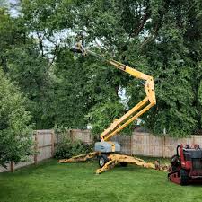 Professional Tree Care in Paris, TX