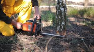 Best Storm Damage Tree Cleanup  in Paris, TX